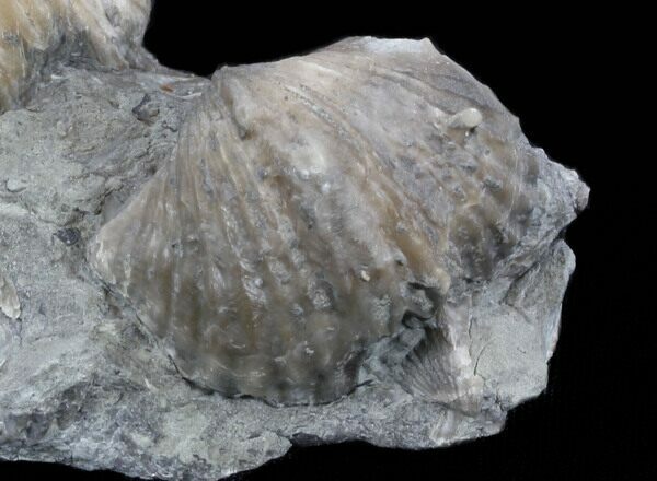 Platystrophia brachiopod fossils from Maysville, Kentucky.